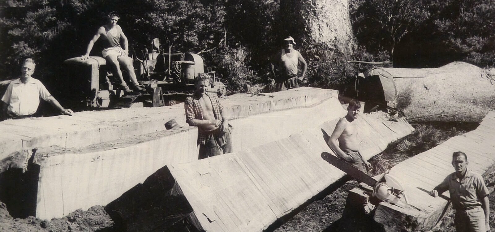 Historical-photographs-loggers-with-cut-timber.jpg